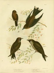 Malá dřevěná vlaštovka, 1891